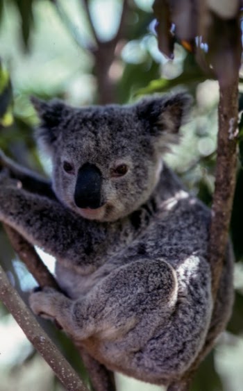 Free Photo of koala, animal, wildlife