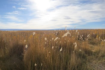 Free Photo of Laguna Cejar, Chile, fields