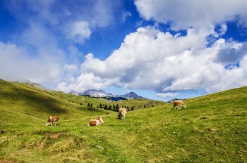 Free Photo of landscape, green, grass