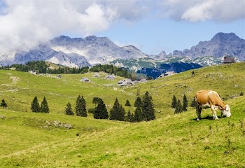 Free Photo of landscape, green, grass
