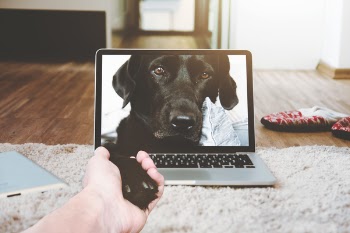 Free Photo of laptop, apple, macbook