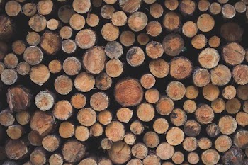 Free Photo of large, chopped, logs