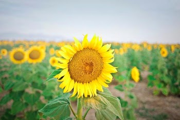 Free Photo of large, sunflower, field