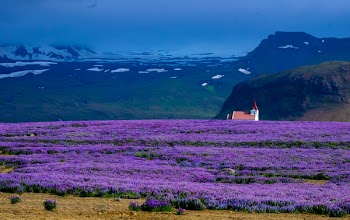 Free Photo of lavender, field, farm
