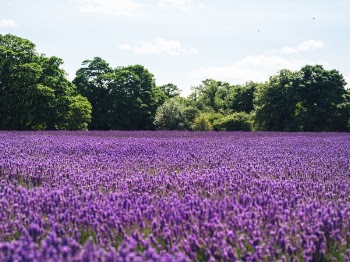 Free Photo of lavender, field, farm