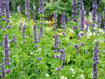 Free Photo of lavender, field, flower
