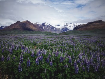 Free Photo of lavender, field, flower