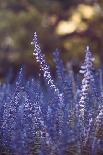 Free Photo of lavender, field, flower