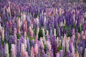 Free Photo of lavender, flowers, field