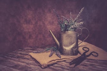 Free Photo of lavender, scissors, can