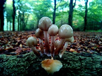Free Photo of leaf, fall, mushroom