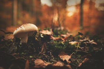 Free Photo of leaf, fall, outdoor