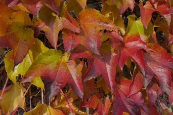 Free Photo of leaf, leaves, weather