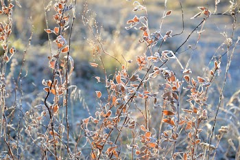 Free Photo of leaves, autumn, nature