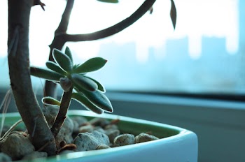 Free Photo of leaves, green, office