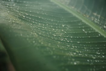 Free Photo of leaves, green, veins