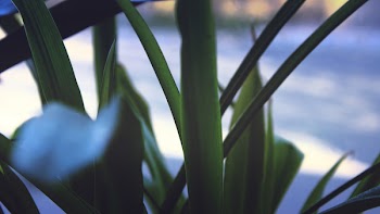 Free Photo of leaves, nature, plant
