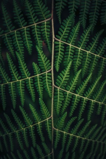 Free Photo of leaves, nature, plant