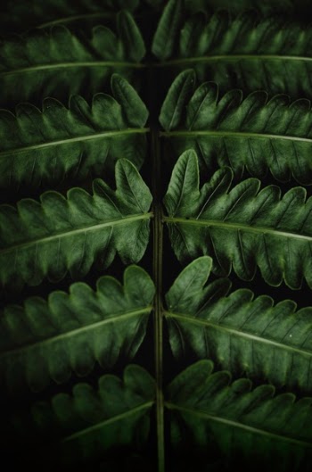 Free Photo of leaves, nature, plant