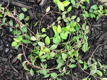 Free Photo of leaves, nature, wood chips
