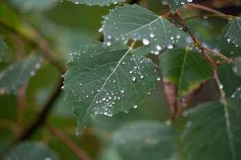 Free Photo of leaves, rain, droplets