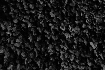 Free Photo of leaves, veins, garden