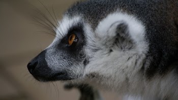 Free Photo of lemur, animal