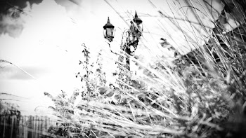 Free Photo of light pole, wheat, grass