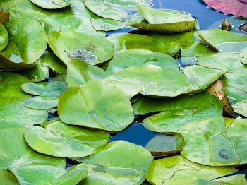 Free Photo of lilly pad, plants, water