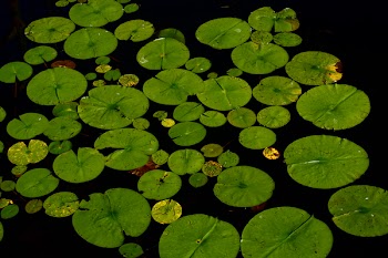 Free Photo of lilly pad, water, nature