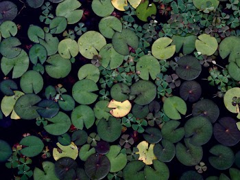 Free Photo of lily pads, green, water