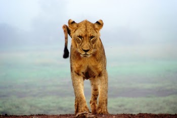 Free Photo of lion, animal, wildlife