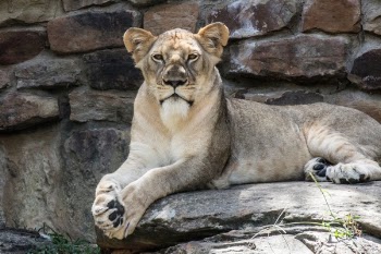 Free Photo of lion, animal, zoo