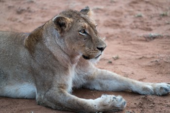 Free Photo of lion, animal, zoo