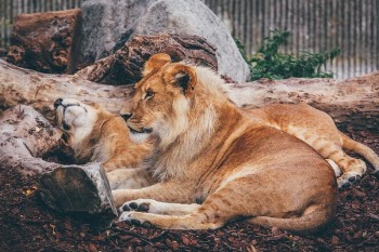 Free Photo of lion, forest, animal