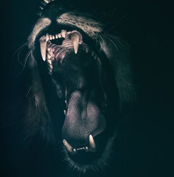 Free Photo of lion, teeth, roar