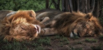Free Photo of lion, tiger, wildlife