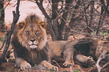 Free Photo of lion, tiger, wildlife