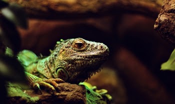 Free Photo of lizard, iguana, reptile