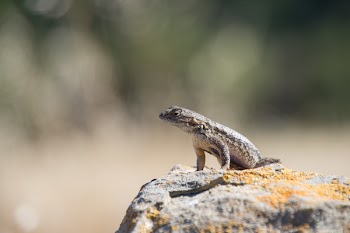 Free Photo of lizard, nature, green