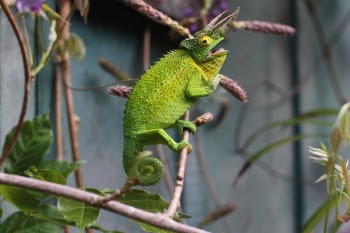 Free Photo of lizard, reptile, green