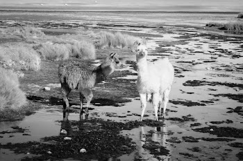 Free Photo of llamas, alpacas, animal
