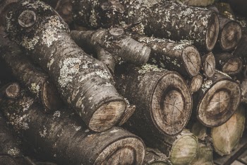 Free Photo of log, trunk, wood