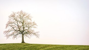 Free Photo of lonely, tree, countryside