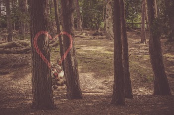Free Photo of loveheart, tree, forest