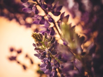 Free Photo of lupine, purple, plants