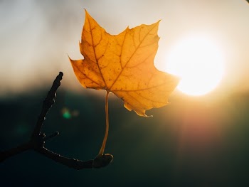 Free Photo of maple leaf, sunshine, sunset