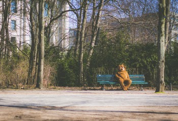 Free Photo of mascot, alone, bear