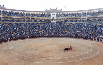 Free Photo of matador, bullfighter, torero