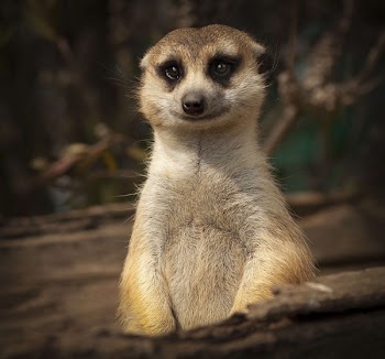 Free Photo of meerkat, cute, smile